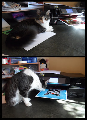 Anakin The Two Legged Cat & the printer