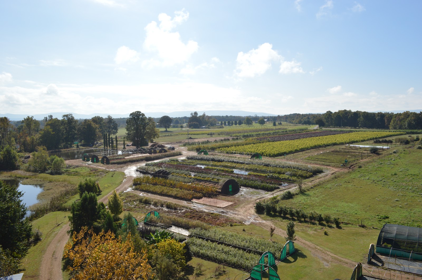 Jackson Nursery About Us