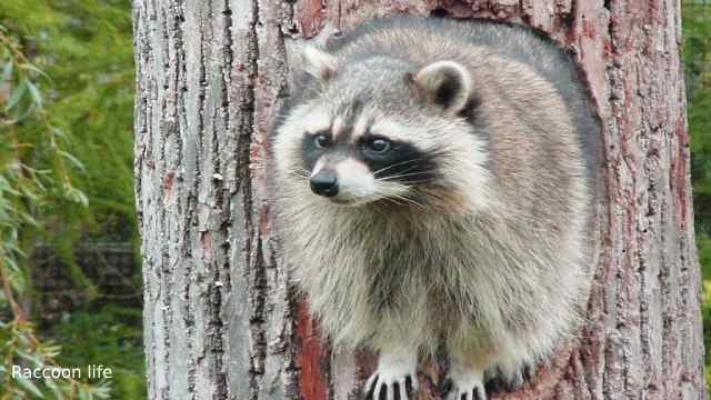The Biggest Raccoon On Record In The World s Largest Pet the-biggest-raccoon-on-record-in-the-world-s-largest-pet
