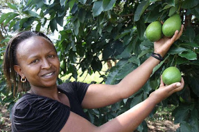 hass avocado farming in Kenya