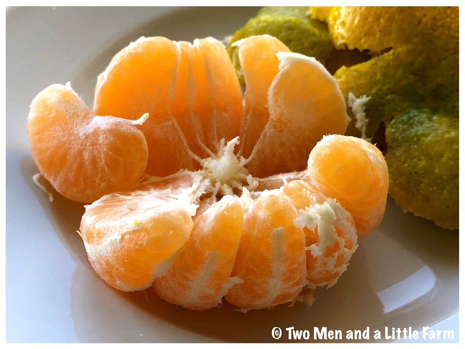 Two Men and a Little Farm SATSUMA ORANGE HARVEST