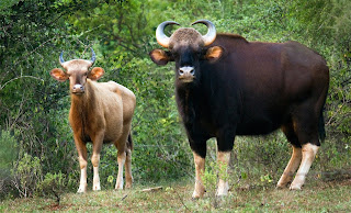 Chinnar Wildlife Sanctuary'de çekilen Albino gaur veya Manjampatti beyaz bizonu.