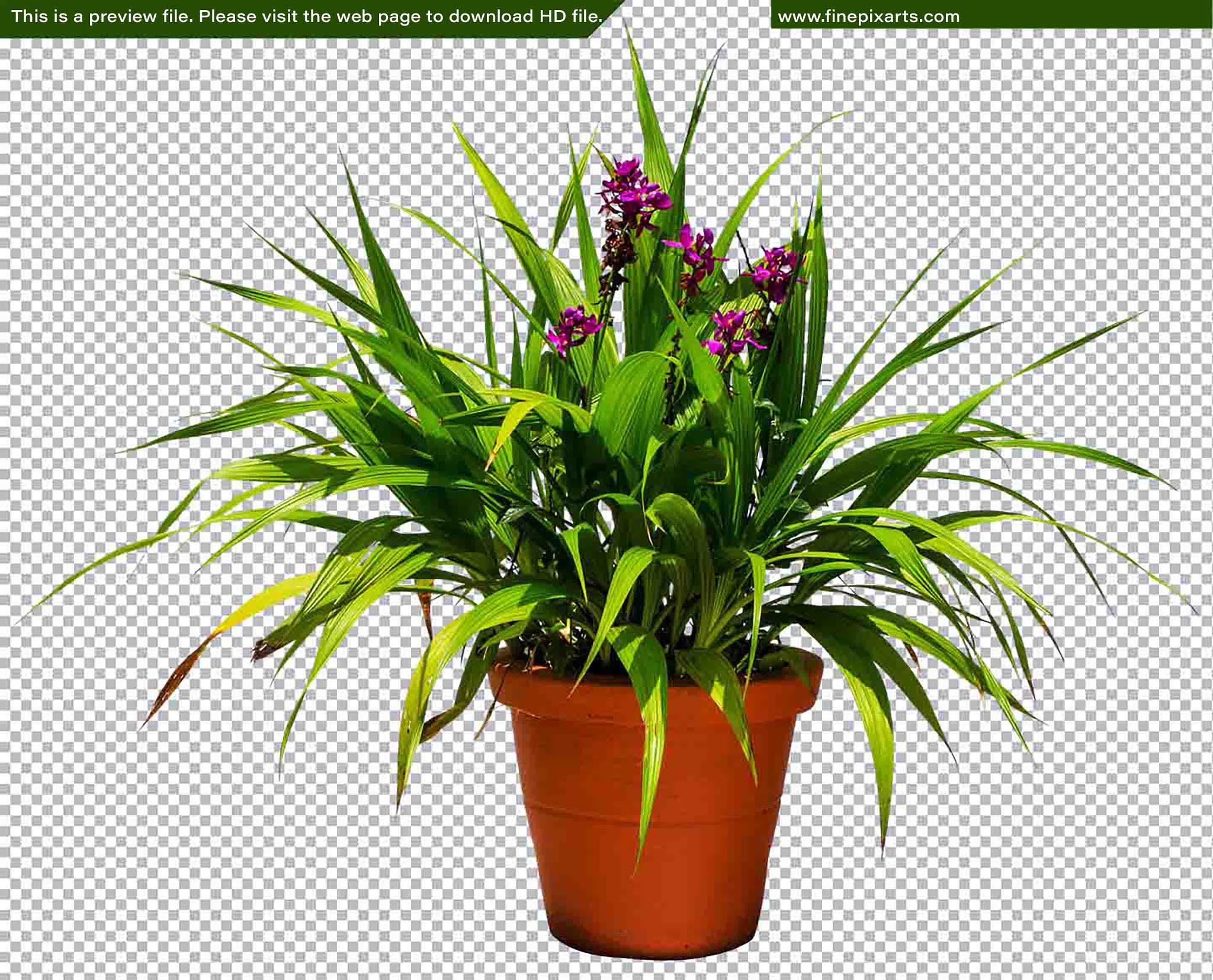 PNG Garden Plant Texture 00070