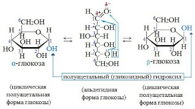 16%2B%25D1%2583%25D0%25B3%25D0%25BB В результате чего образуются моносахариды