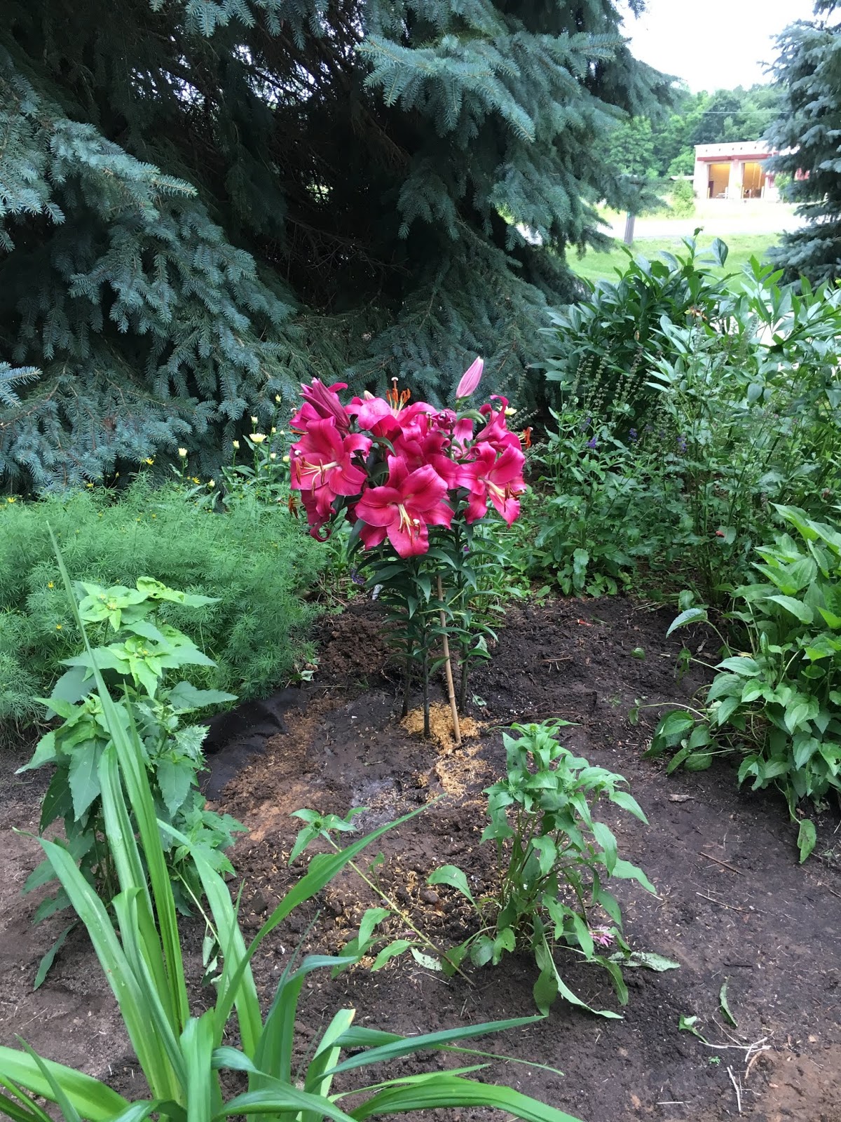 Hydrangea Little Quick Fire From The Bransford Webbs Plant Company