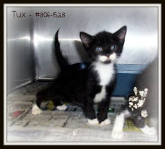 UPDATES 7/22 7/19/11 5 Week Old Kittens and Others On Deathrow GA TRANSPORT THIS WEEKEND TO NJ