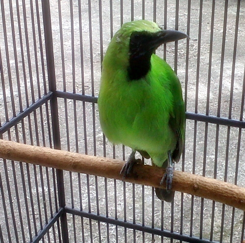 Info & Hobby: Cara memilih bahan dan perawatan burung cucak hijau