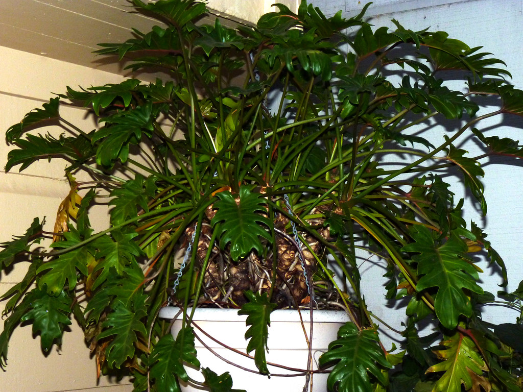 Philodendron xanadu plant Thaumatophyllum xanadu care Travaldo's blog