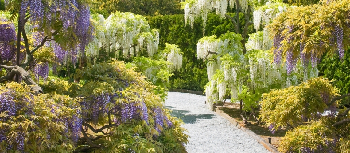 Wisteria Garden en Longwood Gardens. Jardín de glicinias, wisteria o flor de la pluma