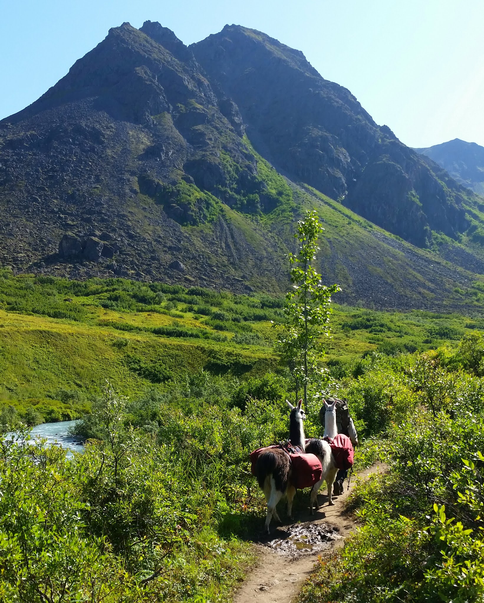 Gold Mint Trail Hatcher's Pass