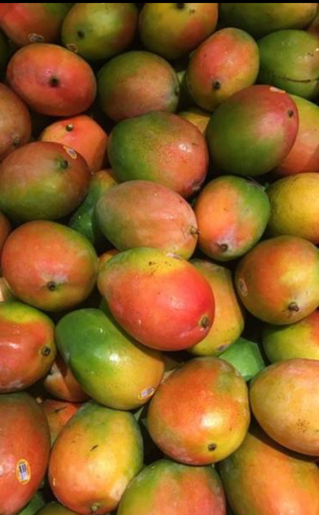 KEITT MANGO FROM BRAZIL IN USA MANGO WORLD MAGAZINE (Est. 2000)