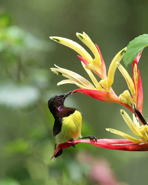 awesome bird wallpaper awesome bird wallpaper