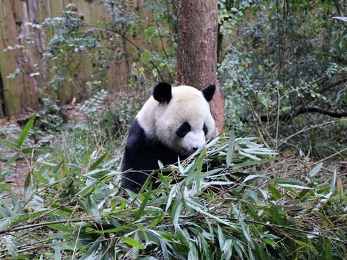 蒸しケーキに群がるパンダ 成都パンダ繁育研究基地 ぶらっとアジな旅