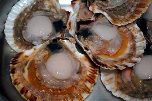 Coquille saint-jacques  mollusque bivalve peu calorique