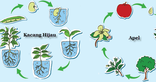 Daur Hidup Tumbuhan Dan Hewan