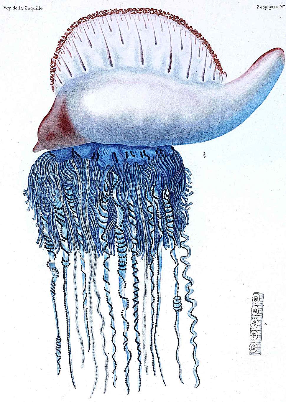 an 1825 Man-Of-War jellyfish an 1825 Man-Of-War jellyfish in color illustration