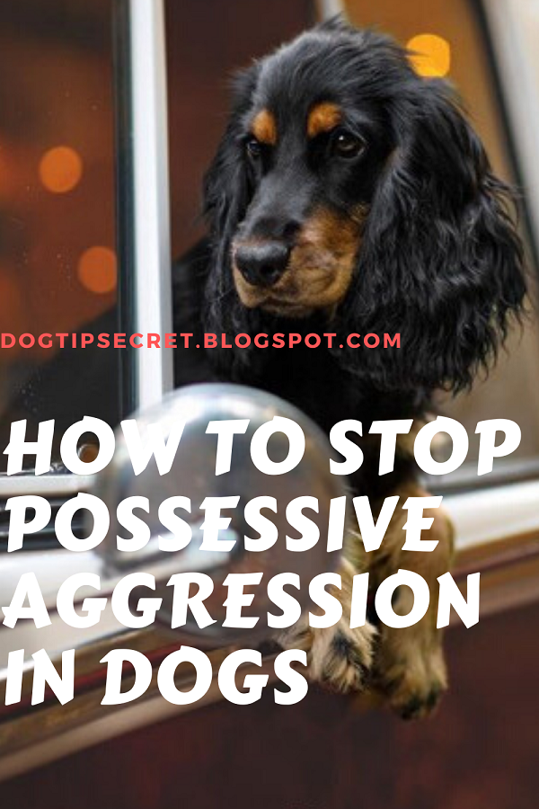 How to Stop Possessive Aggression in Dogs Dog Training Tips Dog