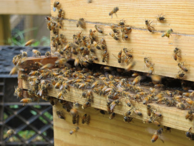 Lebah Sekarang Resmi Dinyatakan Sebagai Makhluk Paling Penting Di Bumi