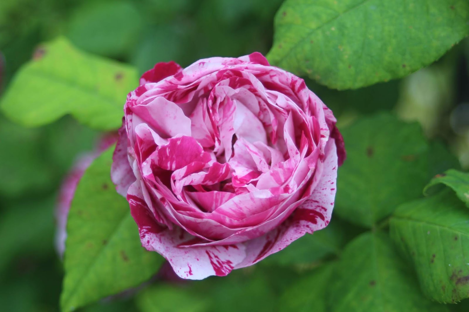 Mariette S Back To Basics Our Royal Bonica Rose