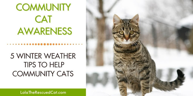 winter weather tips for outdoor cats