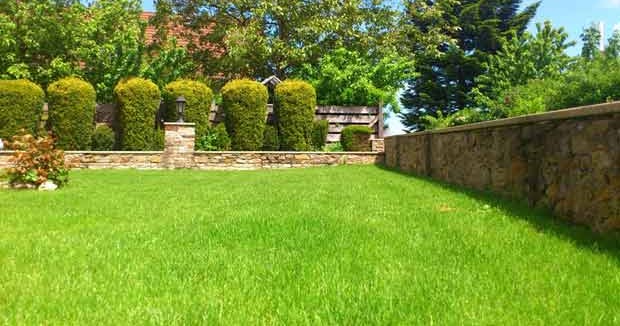 Cara Menyiram Rumput Di Musim Kemarau Simak Tiga Teorinya