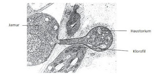 Haustorium pada jamur berfungsi sebagai. Primalangga