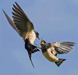 flying birds funny scene loving bird animals spice fun