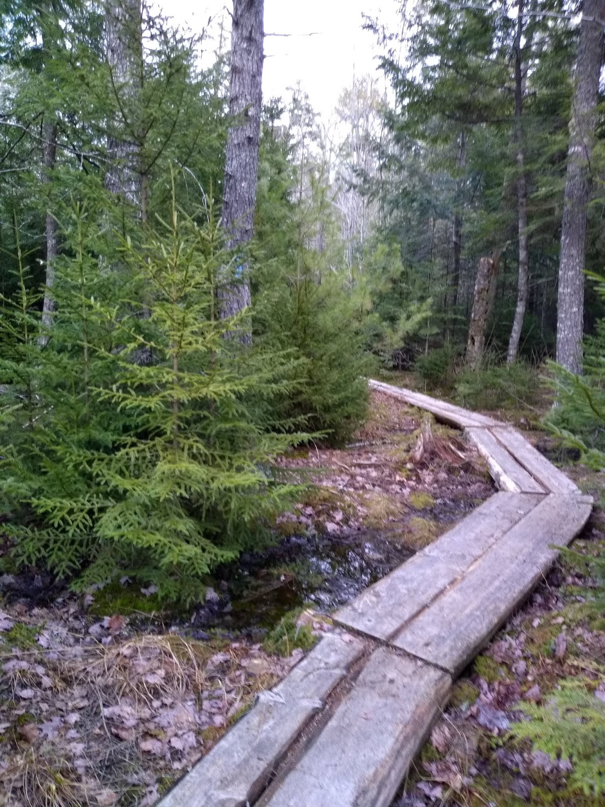 to Branch Lake Public Forest (Ellsworth)