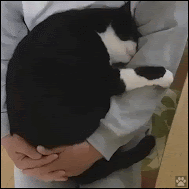 Cute Cat GIF • Big sleepy cat loves cuddles in Dad's arms. Purrfect tenderness ♥ So cute pet