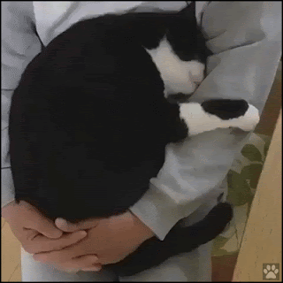 Cute Cat GIF • Big sleepy cat loves cuddles in Dad's arms. Purrfect tenderness ♥ So cute pet Cute Cat GIF • Big sleepy cat loves cuddles in Dad's arms. Purrfect tenderness ♥ So cute pet