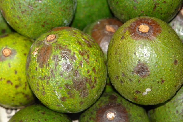 Anthracnose of Guava
