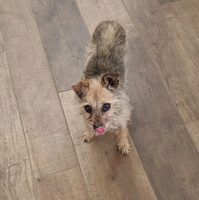Cute chihuahua with tongue out
