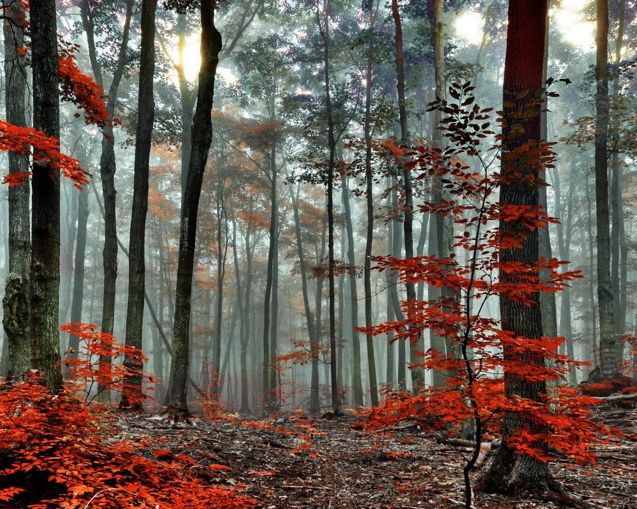 مناظر طبيعية جميلة خلفيات 2020 روعة ورمانسية Amazing Nature Hd Wallpapers