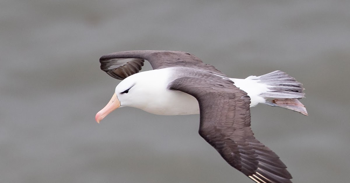 Bruiners leads after IGT Benoni albatross