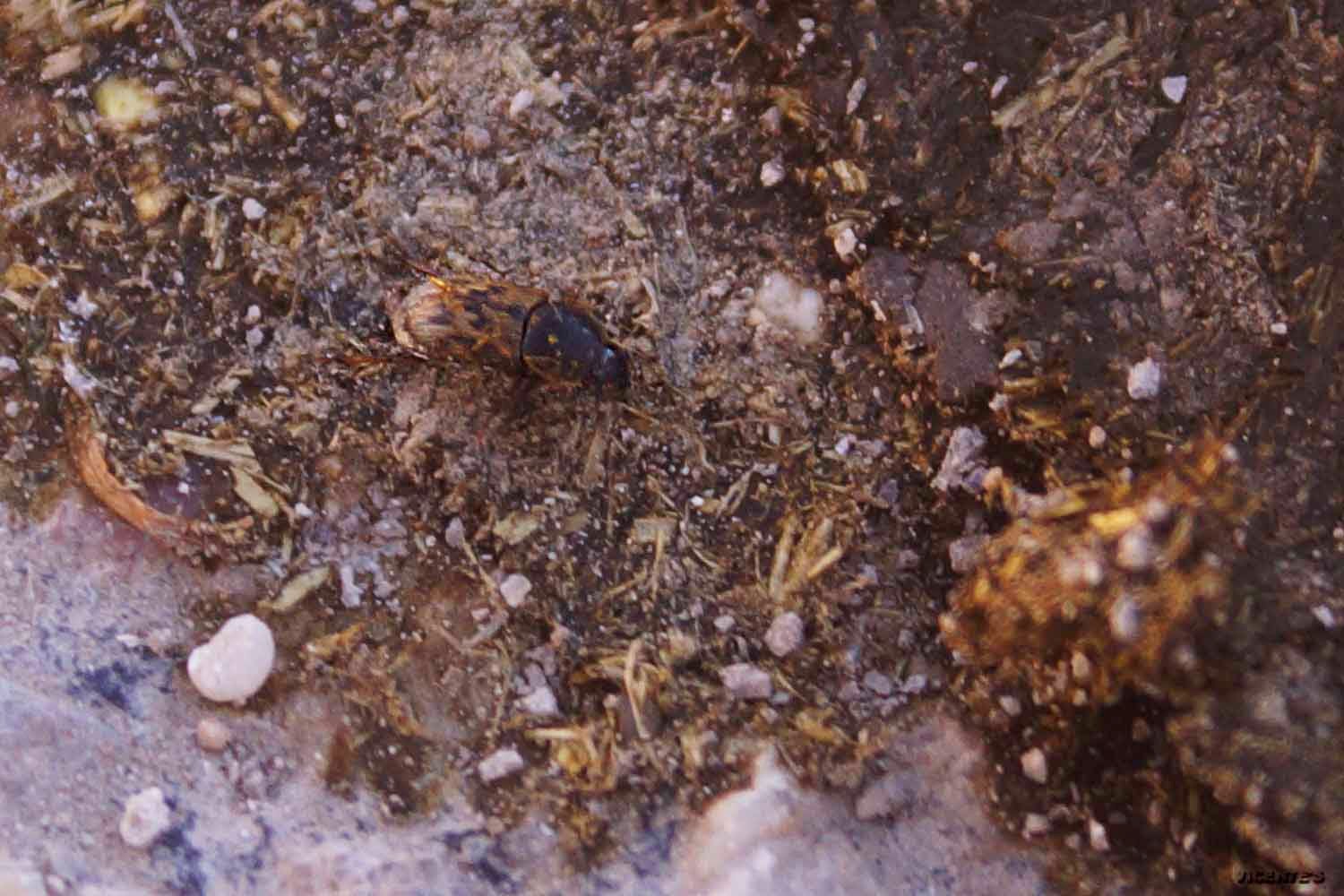 Fauna silvestre de Hormaza Aphodius contaminatus