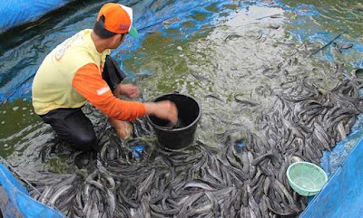 panen ikan lele Panduan Lengkap Budidaya Ikan Lele di Kolam Terpal Bagi Pemula