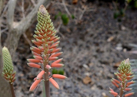 aloevera flower