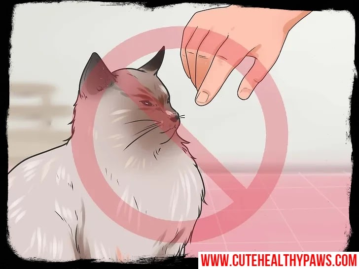 How to get your cat to stop biting and scratching Cute Healthy Paws