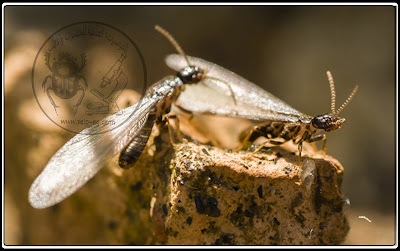 دورة حياة النمل الأبيض تحت الأرضي (الجزء الثاني) Life cycle of subterranean termites