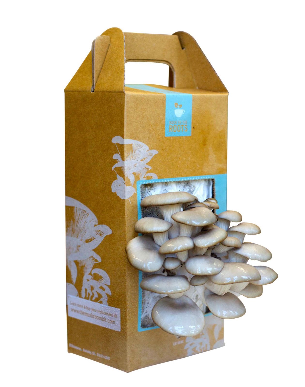Купить мицелий для выращивания грибов. Грибница вешенки в коробке. Коробки для грибов. Пакет грибов. Ящики для грибницы.