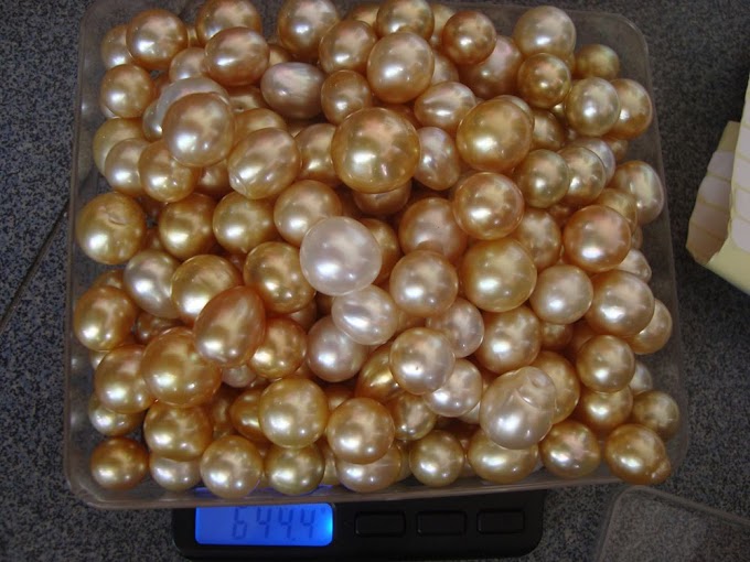 Yellow south sea pearls