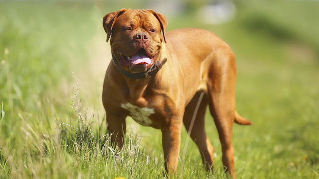6_dogue_de_bordeaux_most_beautiful_dog_breeds_in_the_world_2017_2018