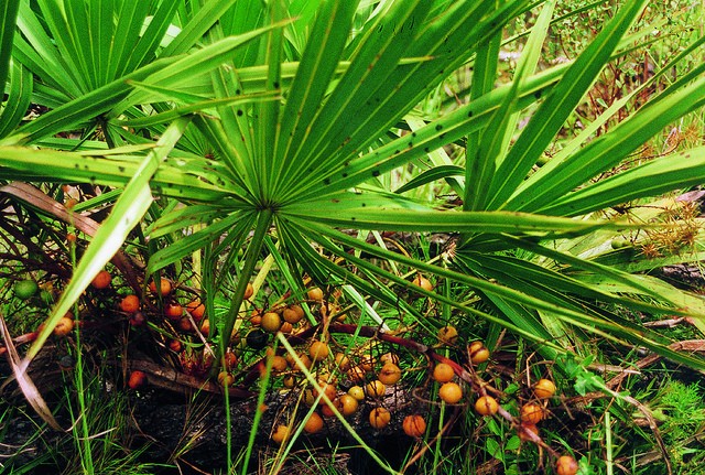 Can Saw Palmetto Stop Hair Loss