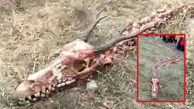 Esqueleto de Dragón de 18 metros de largo captado en video en China