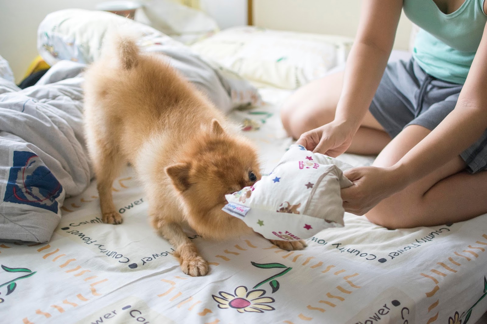 Animal Photography: Bobby the Pomeration Play Time with Pillow & Bolster