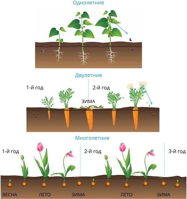 Срок жизни растения. Двулетние и многолетние растения. Продолжительность жизни растений. Развитие однолетнего растения. Жизненный цикл однолетнего растения.