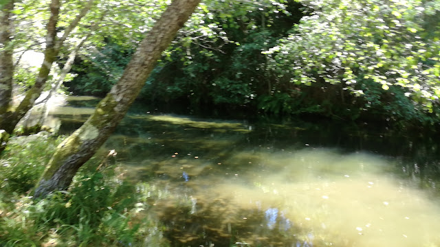 Árvores na praia fluvial da Lagoa