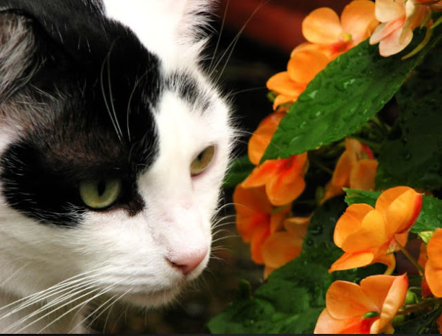 cat-friendly plants for easter