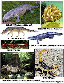B u B b L e L i B R A R Y: When were the first land animals?