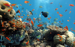 wallpapers reef coral ocean plants marine animals fish desktop backgrounds sea computer plant